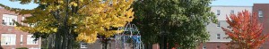 fall leaves
